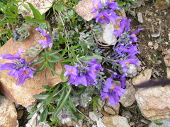 Linaria alpina alpina