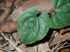 Dioscorea transversa