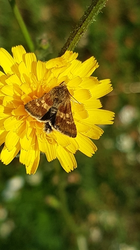 Héliothide du Chardon (L')