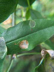 Leucoptera laburnella