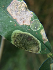 Leucoptera laburnella