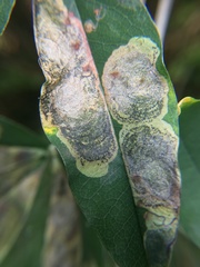 Leucoptera laburnella