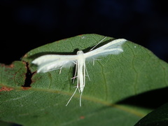 Imbophorus aptalis