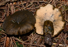 Lactarius olivaceoumbrinus image