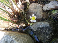 Ranunculus schmalhausenii