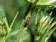 Closterotomus biclavatus