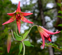 Lilium bolanderi
