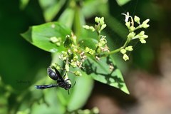 Allorhynchium chinense