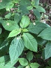 Impatiens parviflora