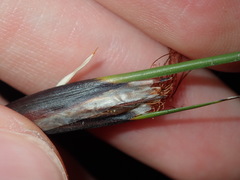 Ptilothrix deusta