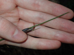 Ptilothrix deusta