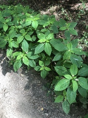 Impatiens parviflora
