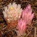 Gnome Plant - Photo (c) Damon Tighe, some rights reserved (CC BY-NC), uploaded by Damon Tighe