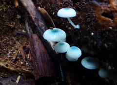 Mycena interrupta
