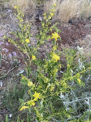 Tribulus platypterus