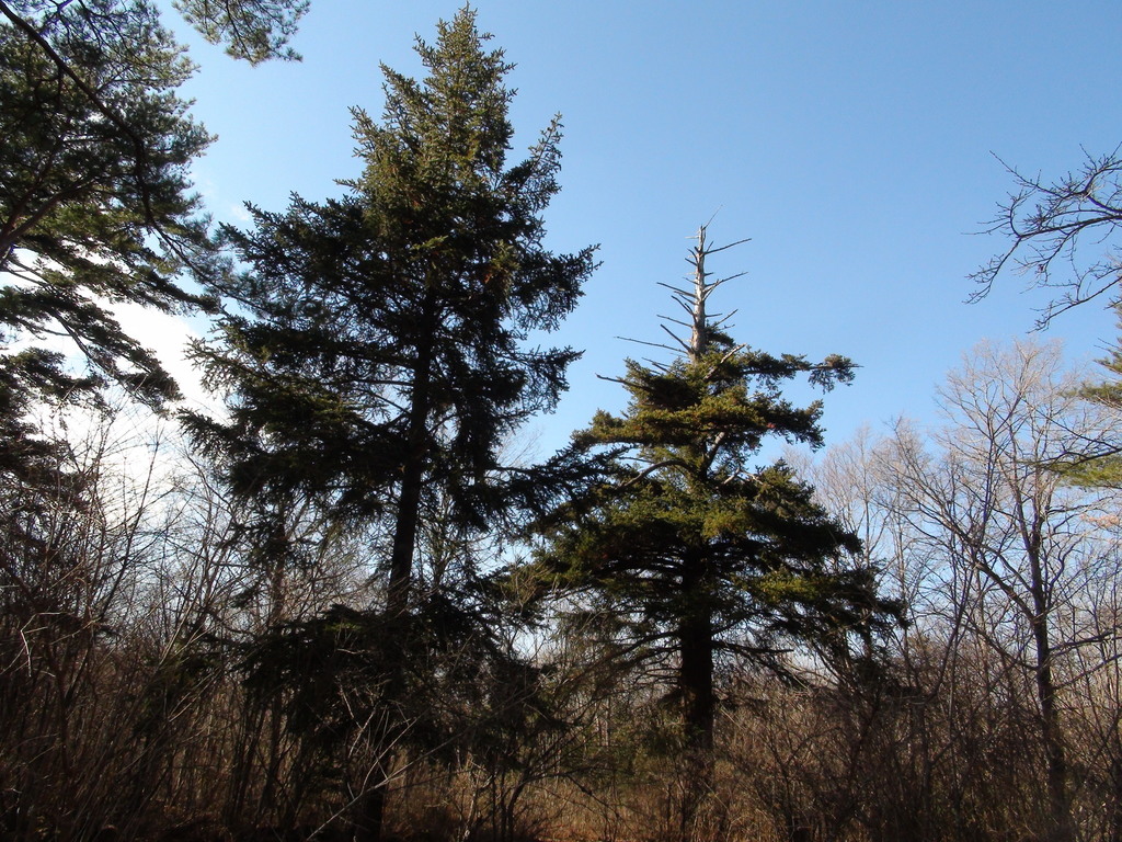 tiger-tail spruce