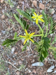 Tribulus platypterus