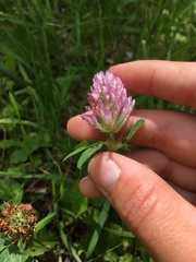 Trifolium pratense