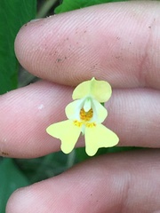 Impatiens parviflora
