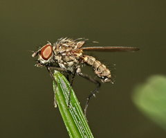 Anthomyiidae