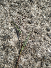 Eragrostis multicaulis