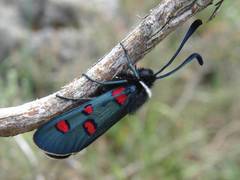 Zygaena lavandulae