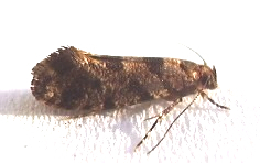 Parochmastis hilderi