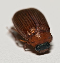 Serica brunnea