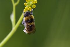 Bombus distinguendus