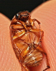 Serica brunnea