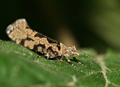 Ypsolopha sequella