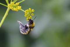 Bombus distinguendus