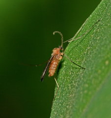 Cecidomyiidae