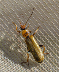 Cantharis figurata