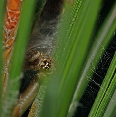 Macaroeris nidicolens