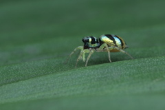 Phintella vittata