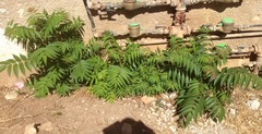 Ailanthus altissima