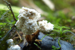 Cordyceps sinclairii