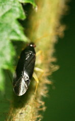 Phylus coryli