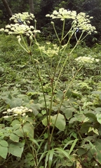 Angelica pubescens