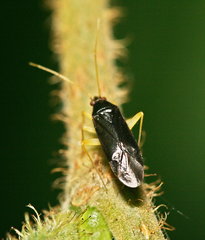 Phylus coryli