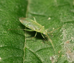 Orthotylinae