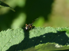 Closterotomus biclavatus