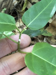 Leichhardtia rostrata