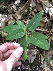 Leichhardtia rostrata