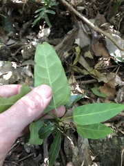 Leichhardtia rostrata