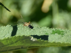 Closterotomus biclavatus