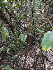 Wilkiea macrophylla