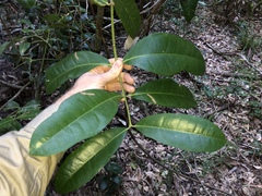 Wilkiea macrophylla