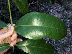 Wilkiea macrophylla